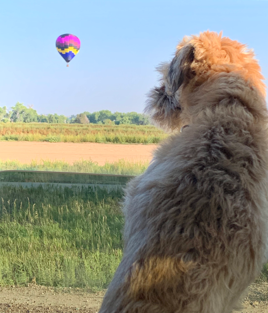 Chase-Balloon-Dog Chase - Balloon Dog